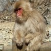 К обезьянам в Нагано