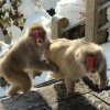 К обезьянам в Нагано
