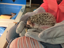 Галина (Петропавловск-Камчатский), июль 2017 Галина (Петропавловск-Камчатский), июль 2017