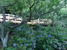 Галина (Петропавловск-Камчатский), июль 2017 Галина (Петропавловск-Камчатский), июль 2017