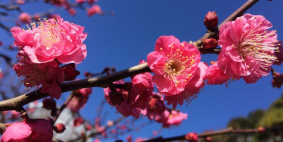 Евгения (Россия), январь 2017