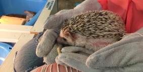 Галина (Петропавловск-Камчатский), июль 2017